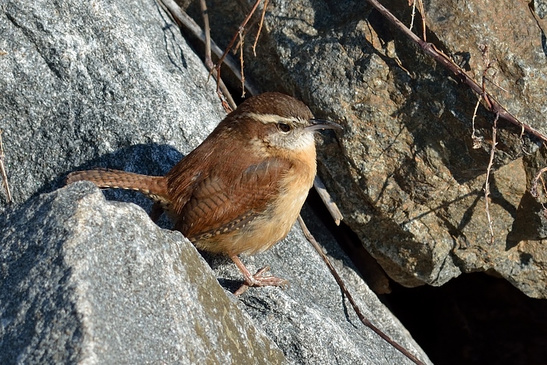 Carolinawinterkoning